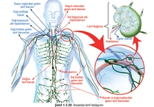 Lenf Sistemi Özellikleri ve Faydaları Nelerdir? Lenf Sistemi Özellikleri ve Faydaları Nelerdir?