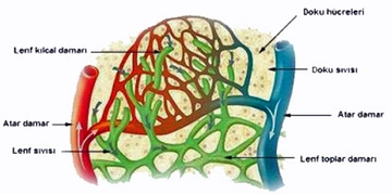 Lenf Damarları Türleri ve Özellikleri Lenf Damarları Türleri ve Özellikleri