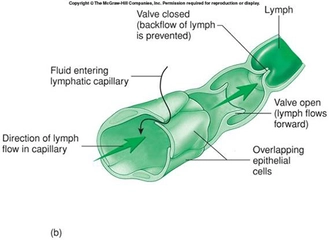 Lenf Sıvısı Özellikleri ve Faydaları Nelerdir? Lenf Sıvısı Özellikleri ve Faydaları Nelerdir?