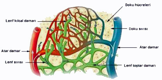 Lenf Damarlar