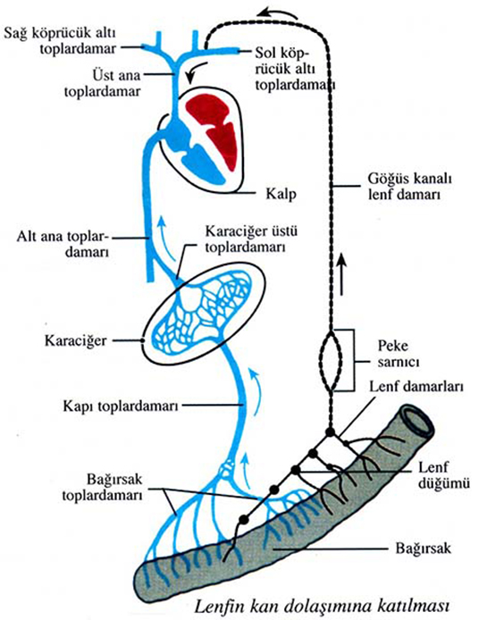 Lenf Dolam Sistemi