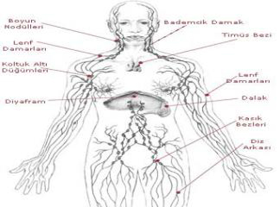 Vücuttaki Lenf Bezleri Türleri ve Özellikleri